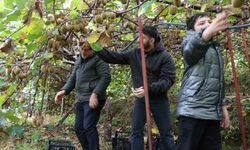 İran’dan Gelen Kivi Fiyatları Ucuzlatıyor