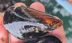 İstanbul’daki Gıda Zehirlenmesi Ve Kaçak Midye Gerçeği