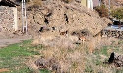Köyde Yaban Keçileri Özgürce Otluyor