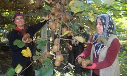 Ordu Kivisinde Rekolte Hedefi 6 Bin 200 Ton: Ekonomiye Katkısı Yaklaşık 500 Milyon Tl