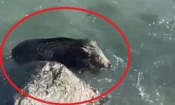 Ordu’da Denizde Yaban Domuzu Görüntülendi