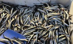 Palamut Gürcistan’a Kaçınca Tezgahlar Hamsiyle Doldu