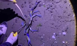 Samsun Sahilinde Nadir Misafir: Mavi Yengeç Kıyıya Vurdu