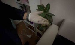 Satışa Hazır Hale Getirilen Uyuşturucuları Jandarma Yakaladı: 1 Tutuklama