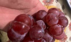 Sıra Dışı Üzüm Tanesi Görenleri Hayrete Düşürdü