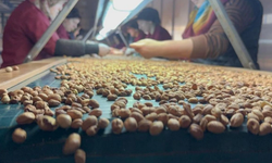 Fındık Tüccarı Fiyatların Yükseleceği Tarihe Dair Beklentiyi Anlattı