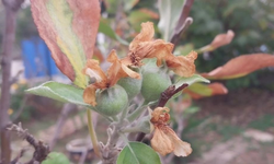 Kasım Ayında Elma Ağacı Çiçek Açıp Meyve Verdi