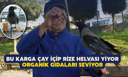 Bu Karga Çay İçip Rize Helvası Yiyor: Organik Gıdaları Seviyor