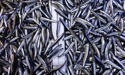 Trabzon Hamsiye Doydu