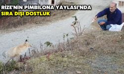 Rize'nin Pimbilona Yaylası’nda Sıra Dışı Dostluk