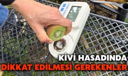 Kivi Hasadında Dikkat Edilmesi Gerekenler