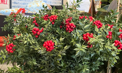 Son 10 Yılda Piyasaya Çıktı: Aralık Ayında Yok Satıyor