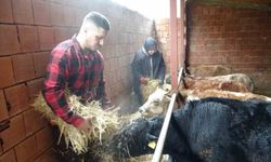 Almanya’dan Köyüne Döndü, Çobanlık Yapmaya Başladı