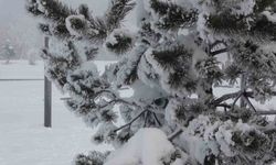 Ardahan'da Dondurucu Soğuklar Etkisini Artırdı: Ağaçlar Kırağı Tuttu