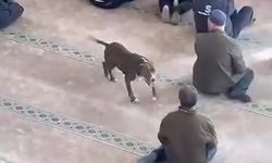 Cuma Vaazı Sırasında Camiye Pitbull Girdi