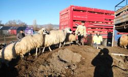 Soğuk Hava Nedeniyle Sürüler Yayladan İndirildi