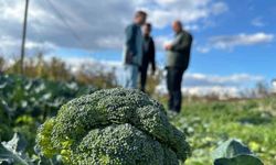Fiyatı Tarlada 10 Liraya İnen Brokoli Pazarda 70 Liraya Satılıyor