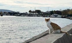 Kartal’da Üşüten Manzara: İki Arkadaş Soğukta Denize Girdi