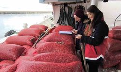 Kastamonu’da Beyaz Kum Midyesi Denetimi