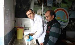 Kedi Ve Köpeklere Mikroçip Uyarısı: 31 Aralık Son Gün