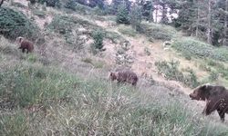 Uzmanlar Kış Uykusuna Yatmaya Hazırlanan Ayılar Konusunda Uyardı