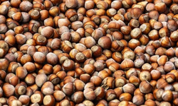 Yılbaşına Günler Kala Fındık Fiyatları Yükselişe Geçti