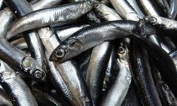 Karadeniz’de Hamsi Bolluğu Sürüyor, Mezgit İse Birkaç Gündür Görünmüyor