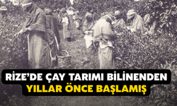 Arşivden Çıkan Gerçek: Rize’de Çay Tarımı Bilinenden Yıllar Önce Başlamış