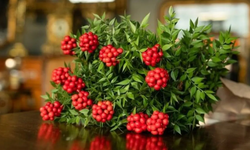 “Evde Kokina Bakımı: Uzun Ömürlü Olmasını Sağlayan Altın Kural!