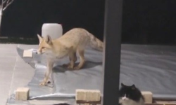 Erzincan’da Kedilerin Mamasına Göz Diken Tilki Kedinin Saldırısına Uğradı