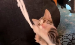 Yavru Kedi Camide Vaaz Sırasında Cemaatle Ve Tespihle Oynadı