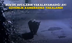Rize'de Avcıların Yakalayamadığı Ayı Güvenlik Kamerasına Yakalandı