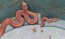 Doğu Karadeniz’de Ayılardan Sonra Yılanlar Da Kış Uykusuna Yatmadı