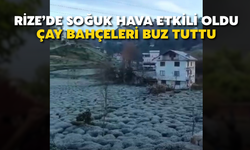 Rize’de Soğuk Hava Etkili Oldu, Çay Bahçeleri Buz Tuttu