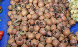 Çikolata tadında şifa kaynağı Muşmulaya Yoğun İlgi