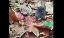 Tarla Faresiyle Kurduğu Diyalog Sosyal Medyada İlgi Çekti