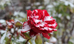 Yozgat’ta Çiçekler Kar Altında Kaldı