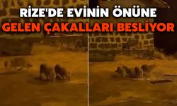 Rize'de Evinin Önüne Gelen Çakalları Besliyor