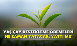 Yaş Çay Destekleme Ödemeleri Ne Zaman Yatacak, Yattı Mı?