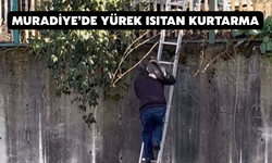 Muradiye’de Yürek Isıtan Kurtarma: Dereye Mahsur Kalan Kedi Merdivenle Kurtarıldı