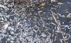 Uluabat Deresi’nde Binlerce Balık Ölü Bulundu
