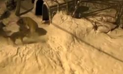 Artvin'de Cesur Bekçi Köpeği 6 Kurda Meydan Okudu