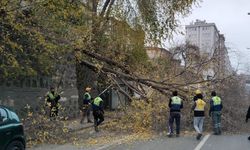 Samsun'da Şiddetli Rüzgar Ağacı Devirdi