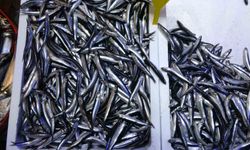 Türkiye'nin Hamsi İhracatında Avrupa Ülkeleri İlk Sırada