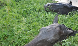 Kars'ta 15 Atı Ayaklarından Vurdular