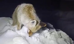 Yüksekova’da Sibirya Soğukları: Tilki Ayakta Dondu