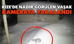 Rize'de Nadir Görülen Vaşak Kameraya Yakalandı