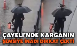 Çayeli’nde Karganın Şemsiye İnadı Dikkat Çekti