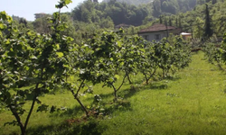 Fındıkta Verimi Arttırmak İçin Yeni Teknikler