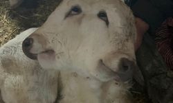 Görenleri Şaşkına Çevirdi: Çift Başlı Buzağı Dünyaya Geldi